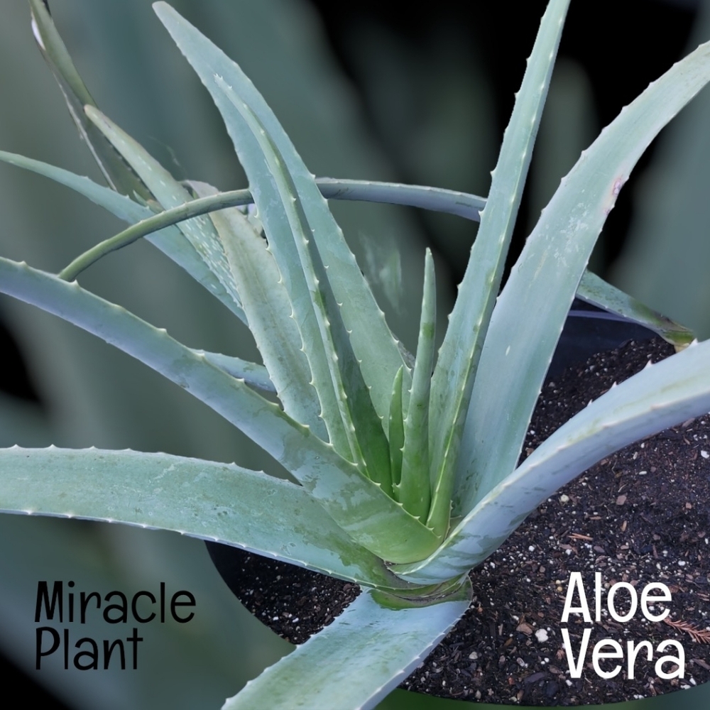 Aloe Vera Starter Plant Outdoor Indoor Home Grown Nature's Miracle Healing Gel
